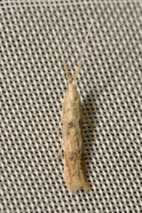 Coleophora squalorella