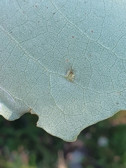 Harmandiola