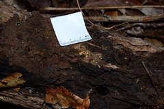 Trichopeziza