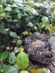 Limulus polyphemus