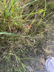 Agrostis capillaris
