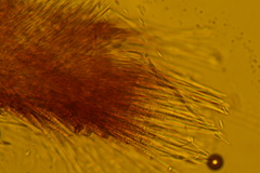 Trichopeziza