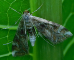 Cataclysta lemnata