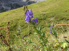 Aconitum variegatum