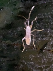 Myodocha serripes