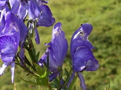 Aconitum variegatum