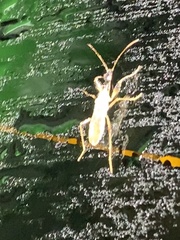 Myodocha serripes