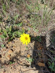 Arctotis angustifolia