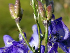 Aconitum variegatum