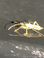 Myodocha serripes