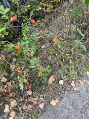 Anthostomella nypensis