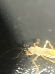 Myodocha serripes