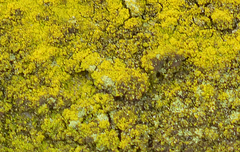 Flavoplaca citrina
