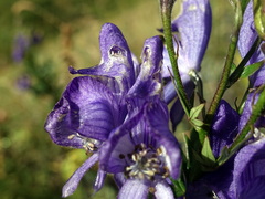 Aconitum variegatum