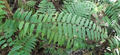 Nephrolepis biserrata