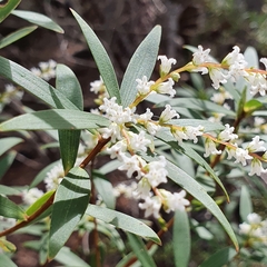 Leucopogon affinis