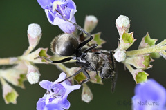 Polyrhachis vigilans