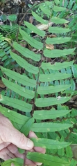 Nephrolepis biserrata