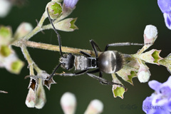 Polyrhachis vigilans
