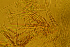 Trichopeziza