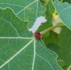 Eriophyes diversipunctatus