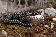 Elaphe quatuorlineata