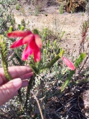 Erica cerinthoides