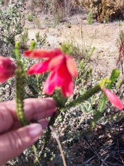 Erica cerinthoides