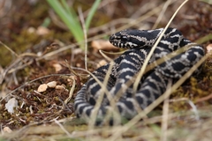 Elaphe quatuorlineata