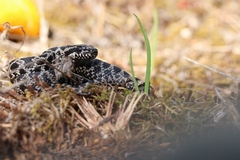 Elaphe quatuorlineata