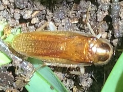 Ischnoptera bilunata