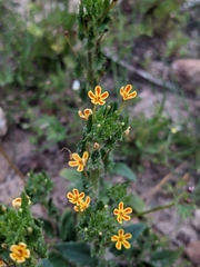 Zaluzianskya divaricata