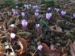 Cyclamen hederifolium