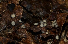 Coccomyces tumidus