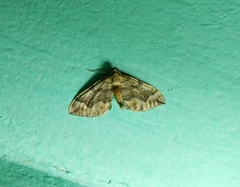 Pelurga comitata