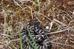 Elaphe quatuorlineata