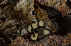 Coccomyces tumidus