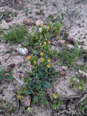 Zaluzianskya divaricata