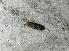 Oinophila v-flava