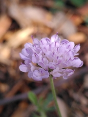 Scabiosa triandra