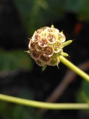 Scabiosa triandra
