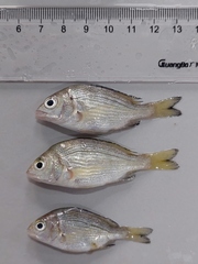 Acanthopagrus butcheri