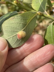 Euura pedunculi