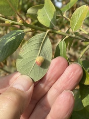 Euura pedunculi