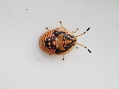 Anischys luteovarius