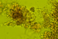 Coccomyces tumidus