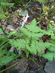 Gymnocarpium dryopteris