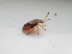 Anischys luteovarius