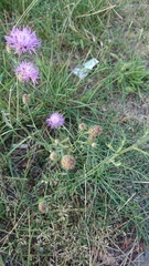 Centaurea stoebe