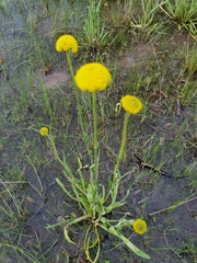 Craspedia variabilis